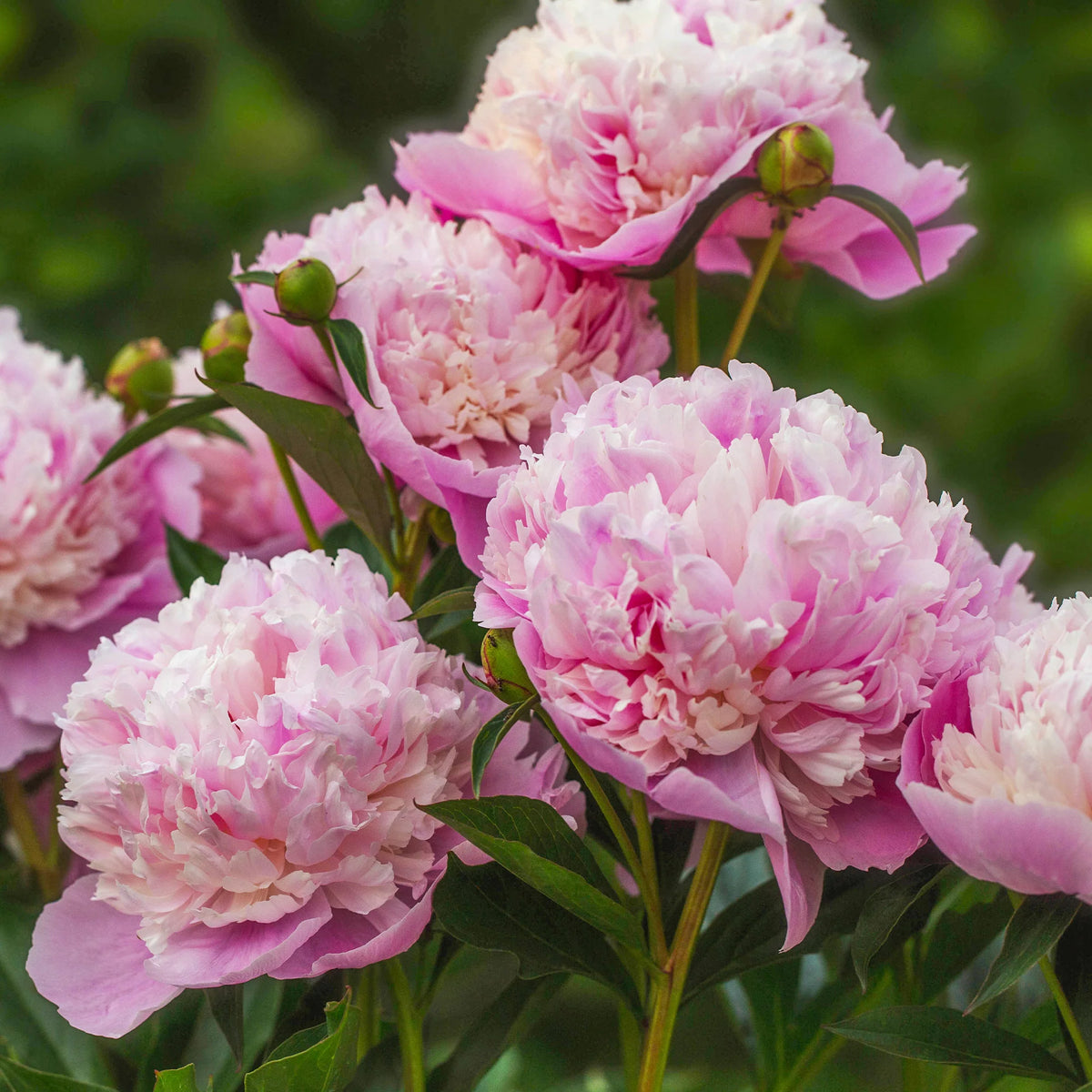 Verkoop Trio roze en rode pioenen - Paeonia lactiflora Sarah Bernhardt, Sorbet, Karl Rosenfield