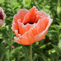 Oosterse klaproos 'Pictoree' - Papaver orientale 'picotee' - Bakker