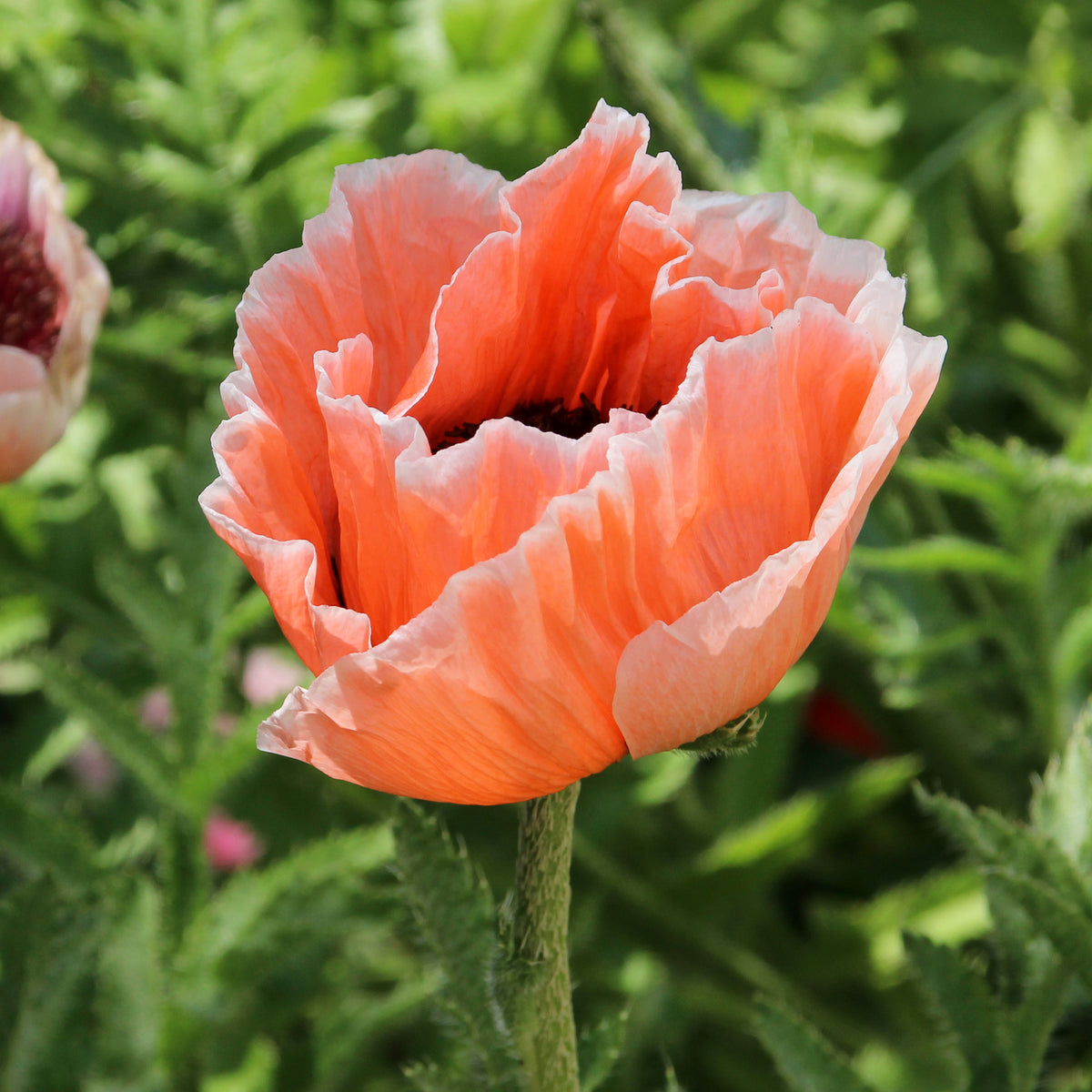 Oosterse klaproos 'Pictoree' - Papaver orientale 'picotee' - Bakker