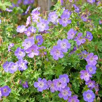 Verkoop Geranium 'Rozanne'