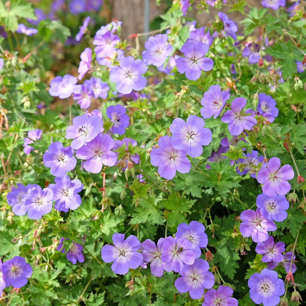 Verkoop Geranium 'Rozanne'
