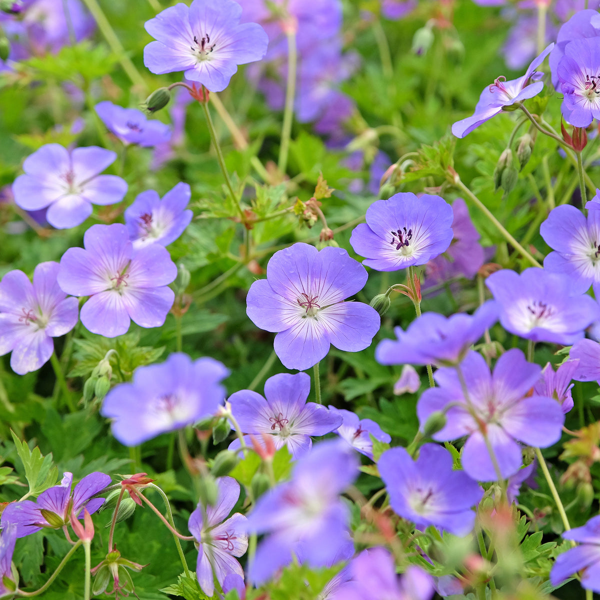 Geranium gerwat rozanne - Geranium 'Rozanne' - Geraniums