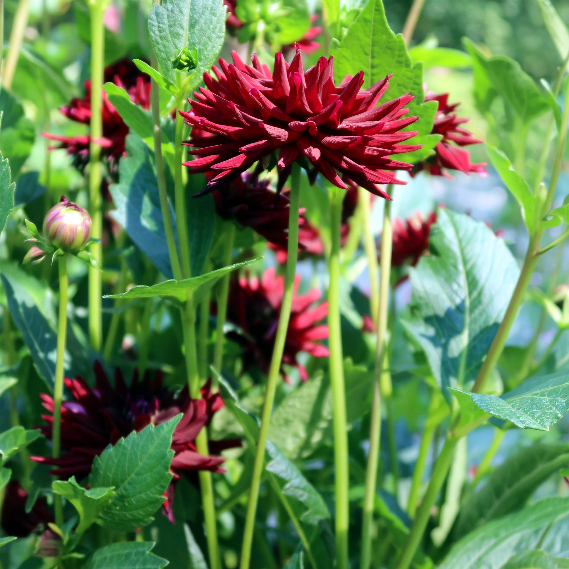 Dahlia  - Dahlia 'Tamburo' (x3) - Dahlia tamburo