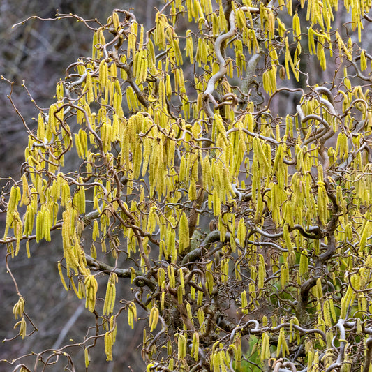 Kronkelhazelaar 'Contorta' - Bakker