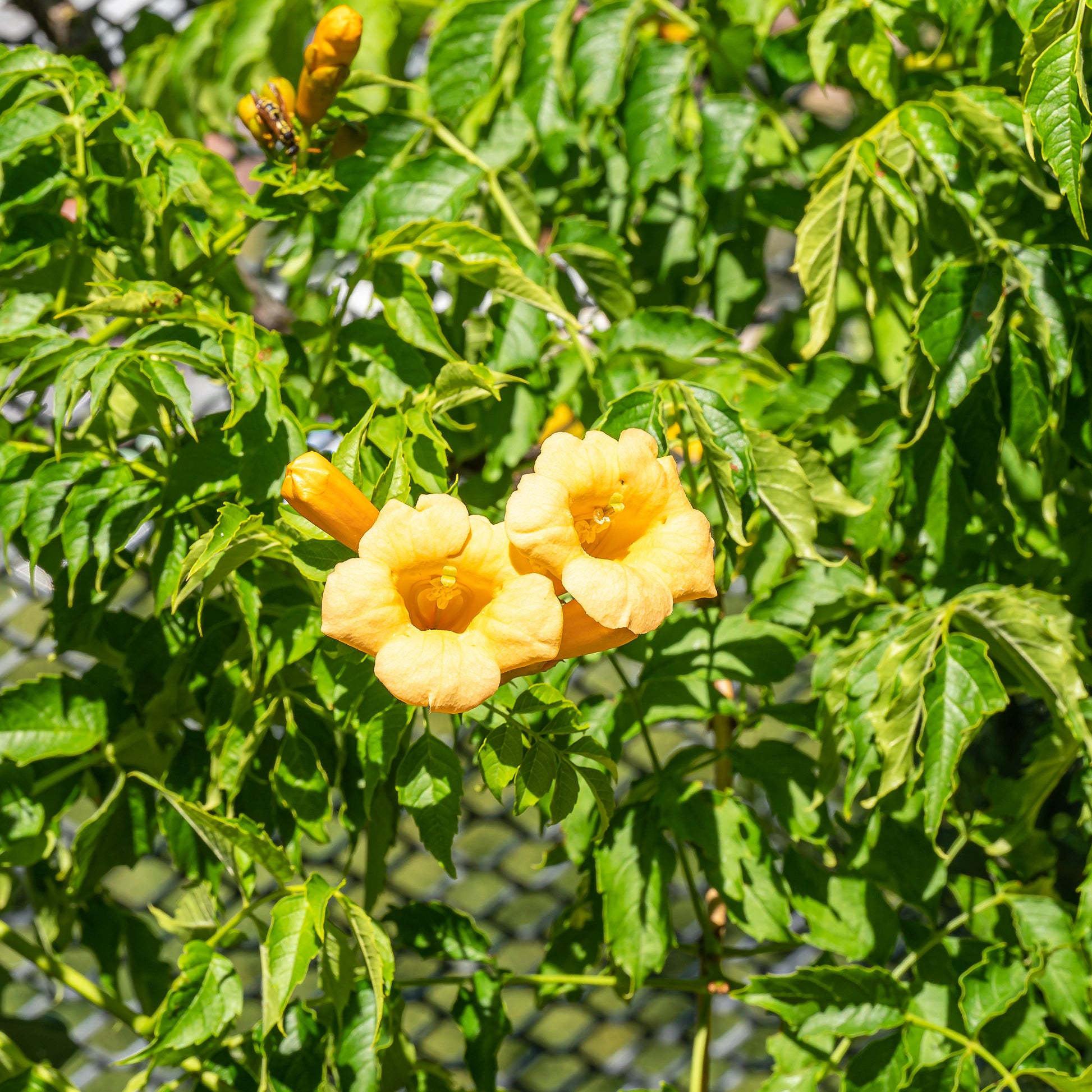 Campsis radicans Yellow Trumpet - Trompetbloem 'Yellow Trumpet' - Klimplanten