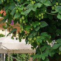 Hop 'Magnum' - Bakker