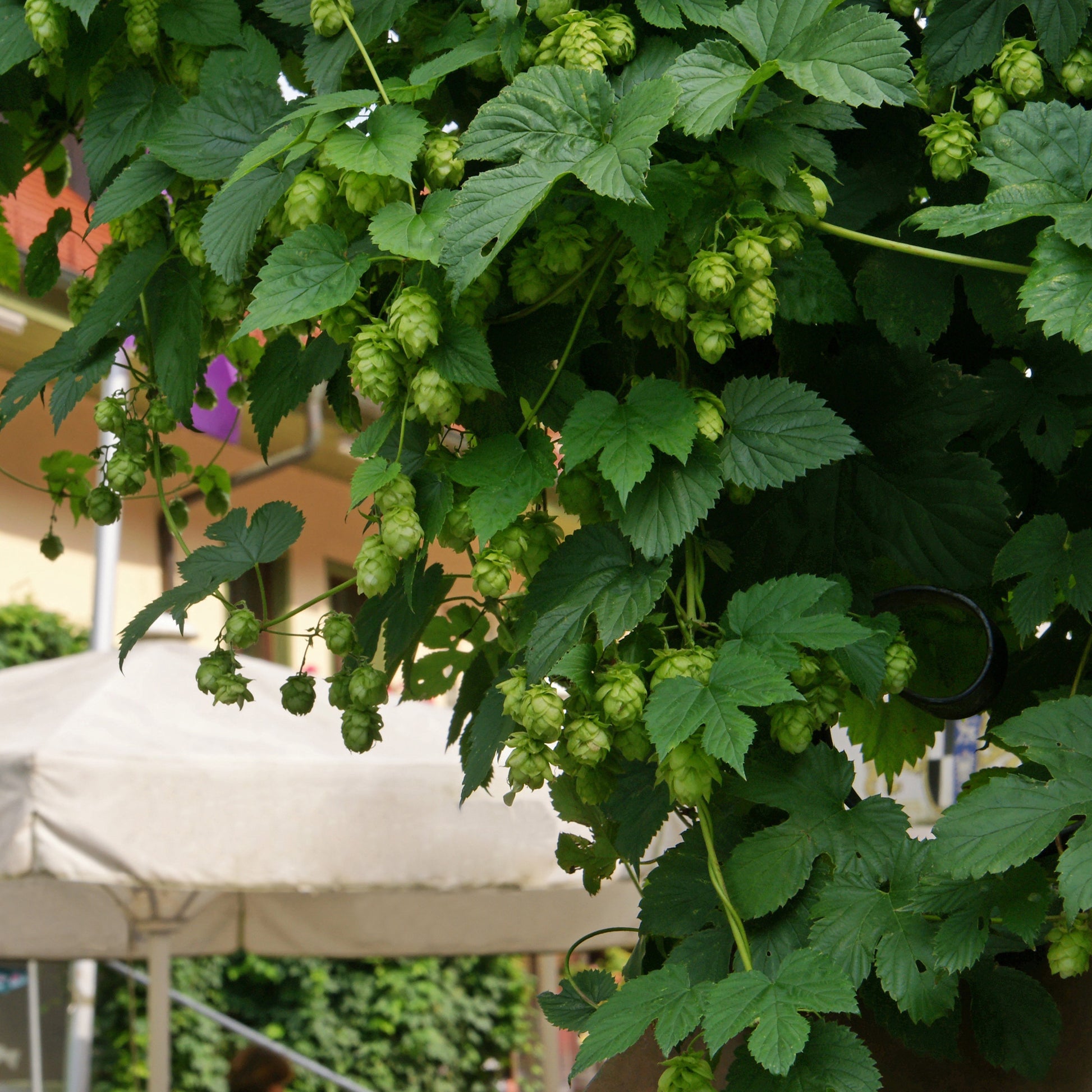 Hop 'Magnum' - Bakker