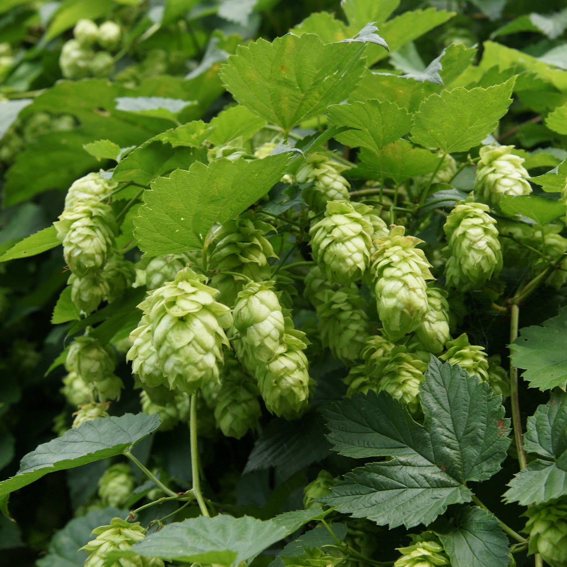 Verkoop Hop 'Magnum' - Humulus lupulus magnum