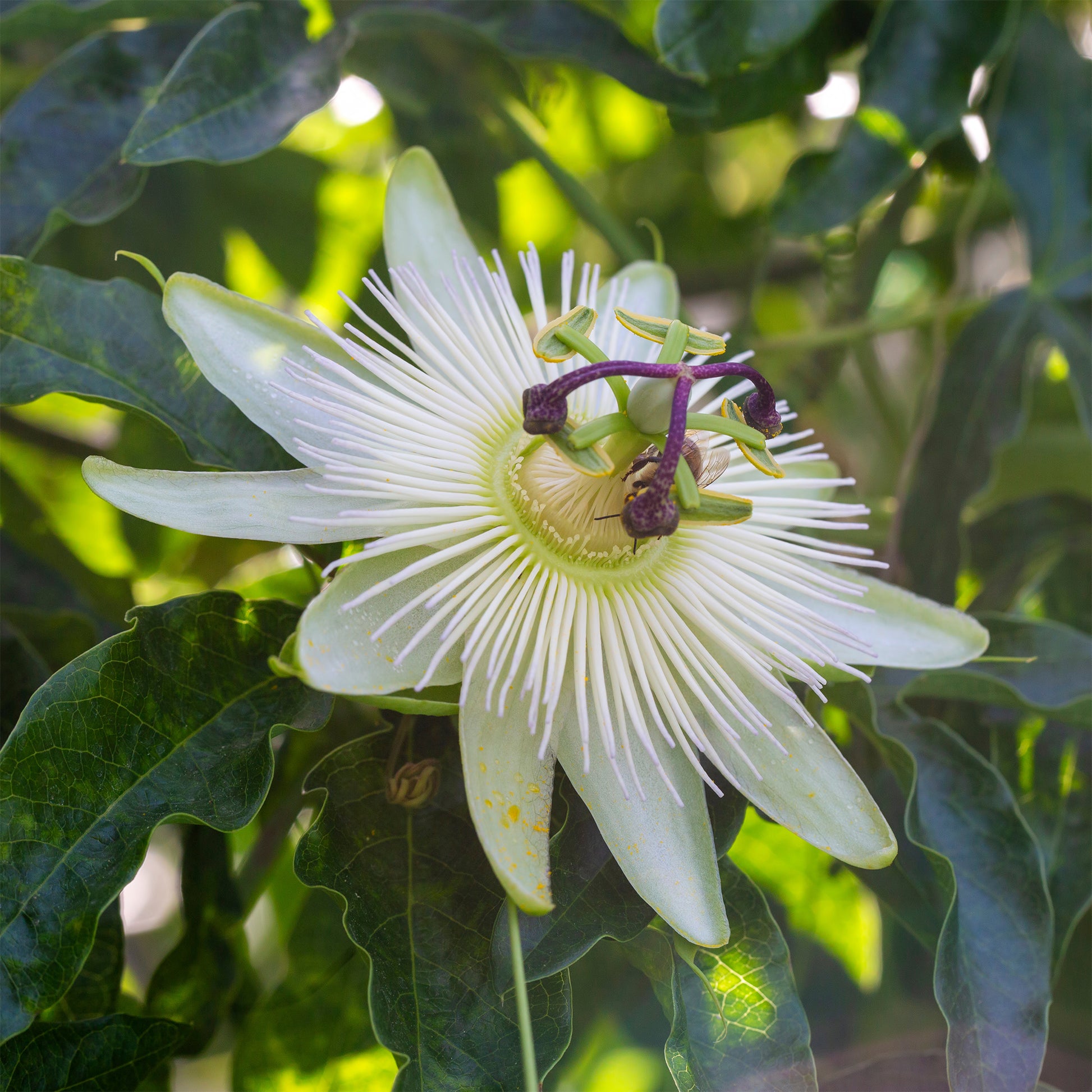 Verkoop Passiebloem 'Constance Elliot' - Passiflora caerulea constance elliot