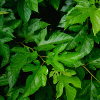 Moerbei 'Mulle' - moerbeiboom - Bakker