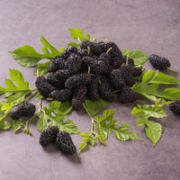 Verkoop Moerbei 'Mulle' - moerbeiboom