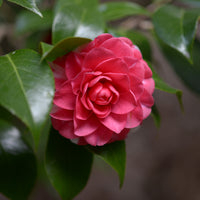 Japanse roos Principessa Baciocchi - Bakker