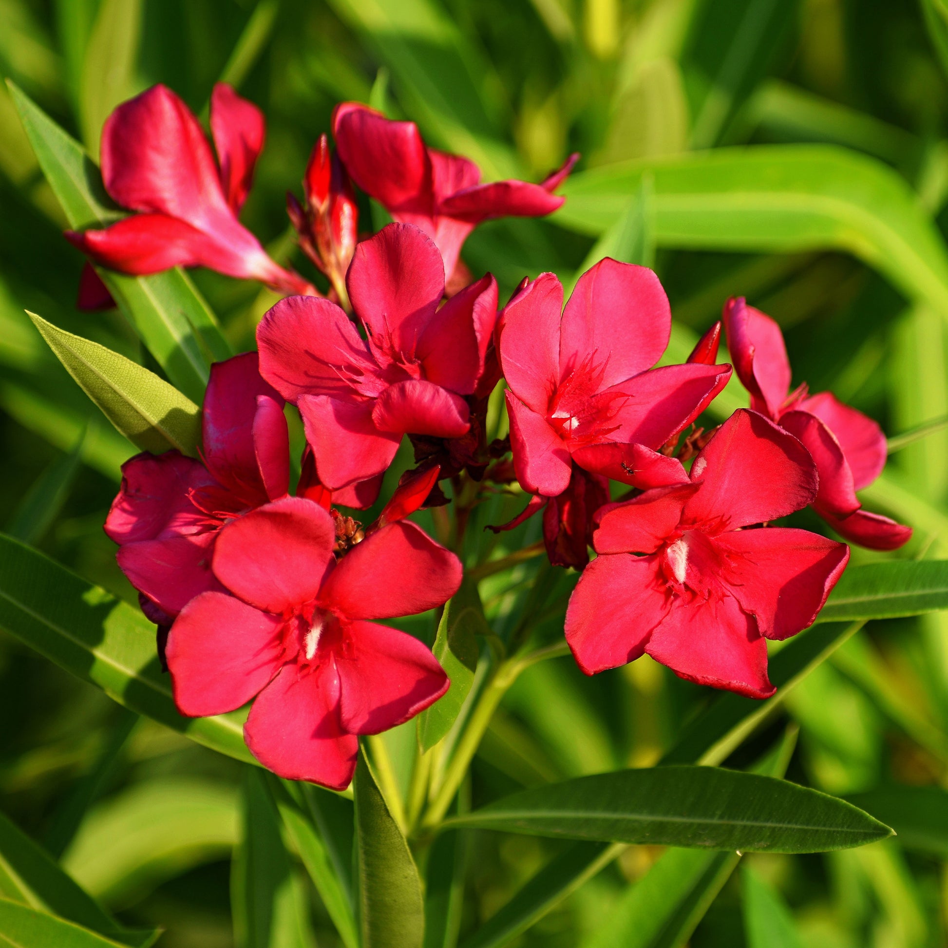Nerium oleander - Oleander red - Roze Laurier