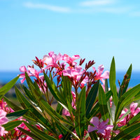 Verkoop Oleander