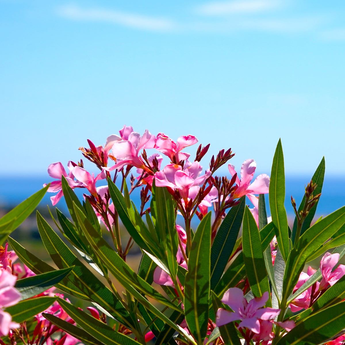Verkoop Oleander