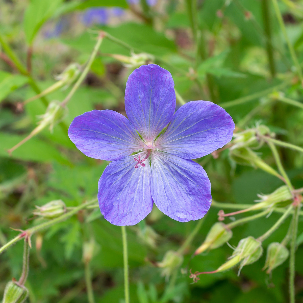 Geranium 'Johnson's Blue' - Geranium johnson's blue - Bakker