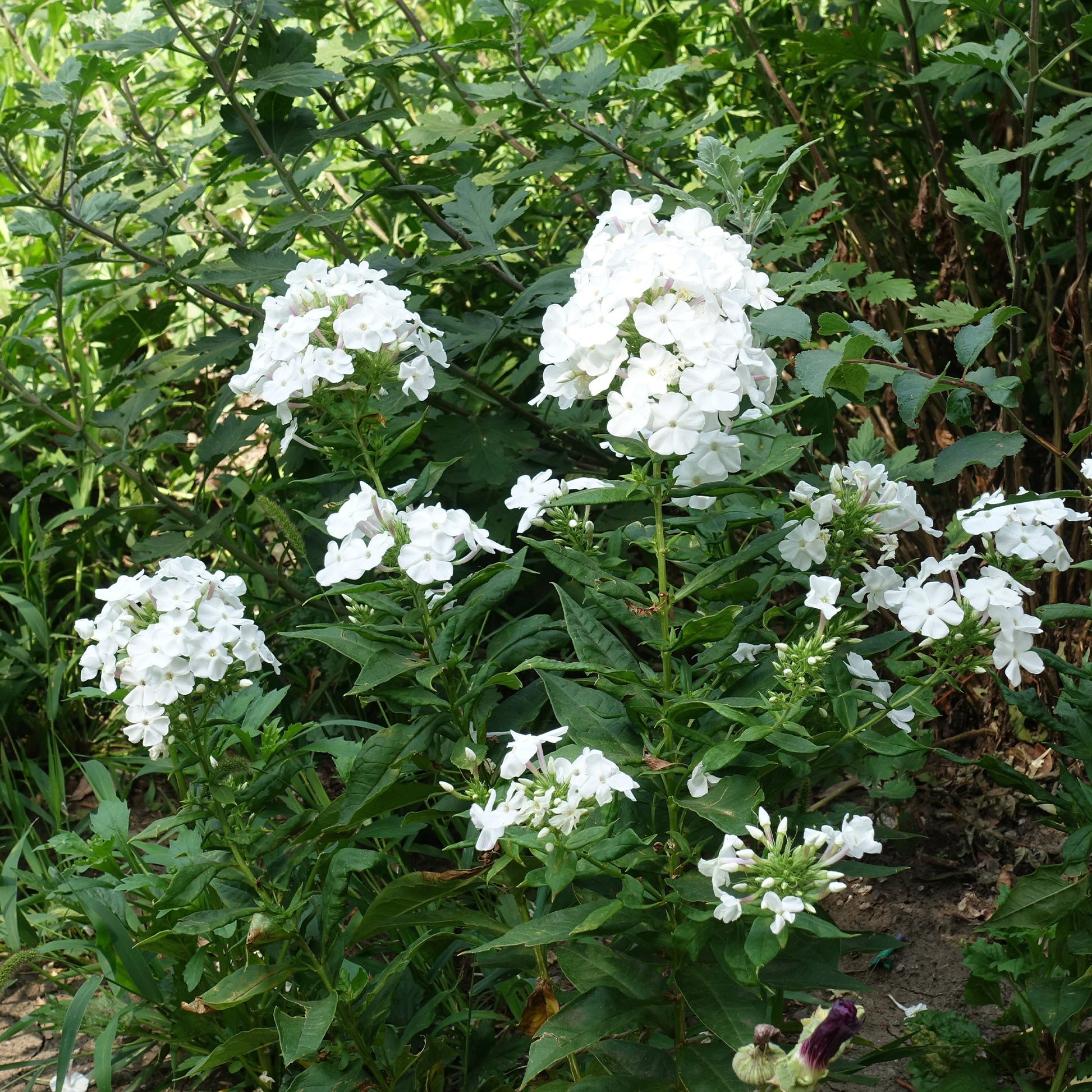 Phlox - Vlambloem 'White Admiral' (x3) - Phlox paniculata white admiral