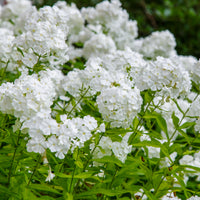 Vlambloem 'White Admiral' (x3) - Bakker