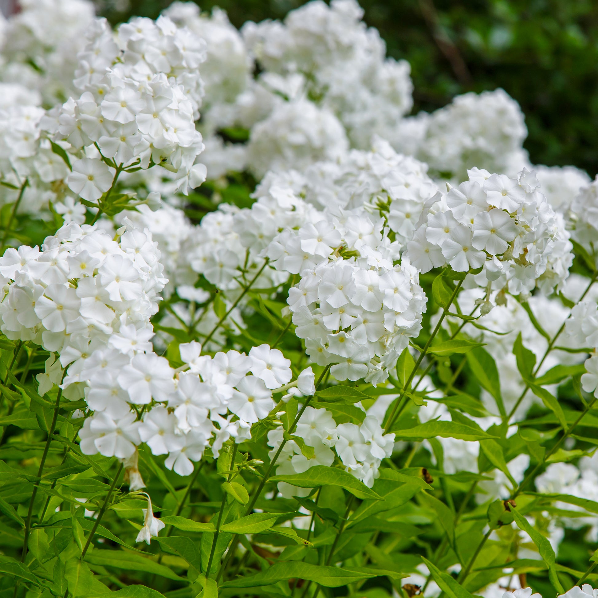 Vlambloem 'White Admiral' (x3) - Bakker
