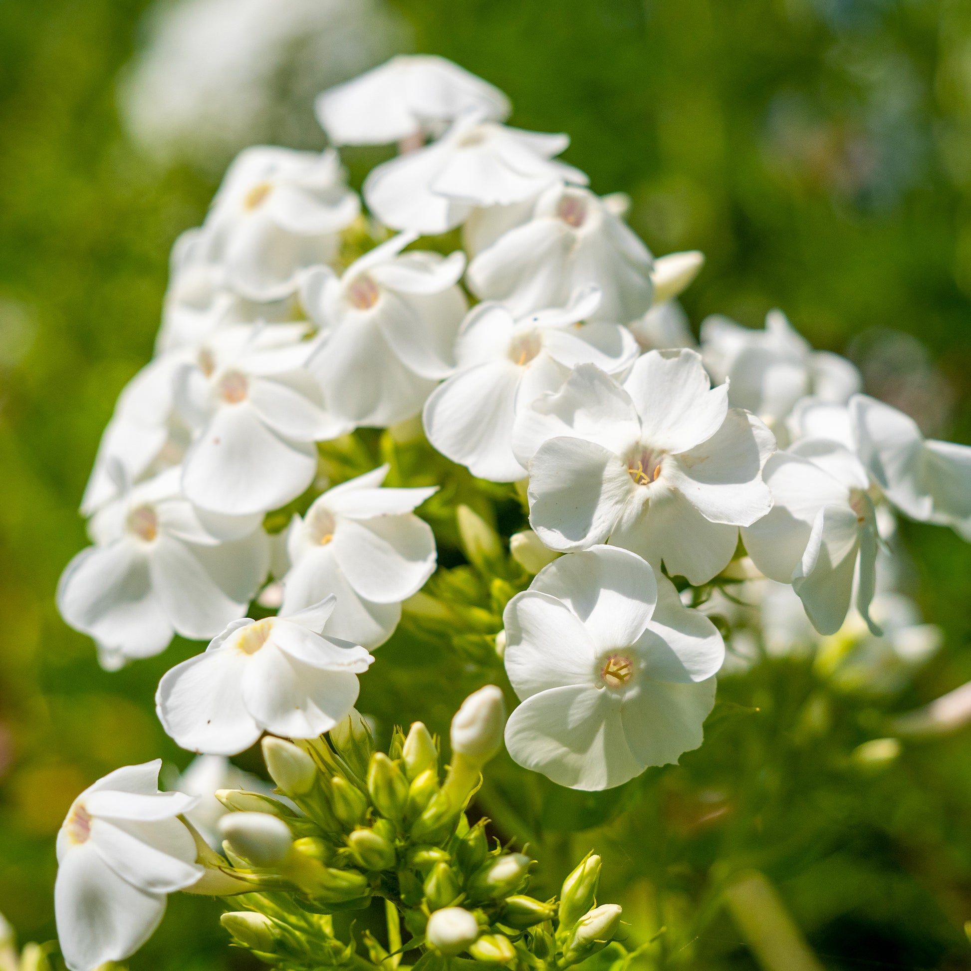 Vlambloem 'White Admiral' (x3) - Phlox paniculata white admiral - Bakker