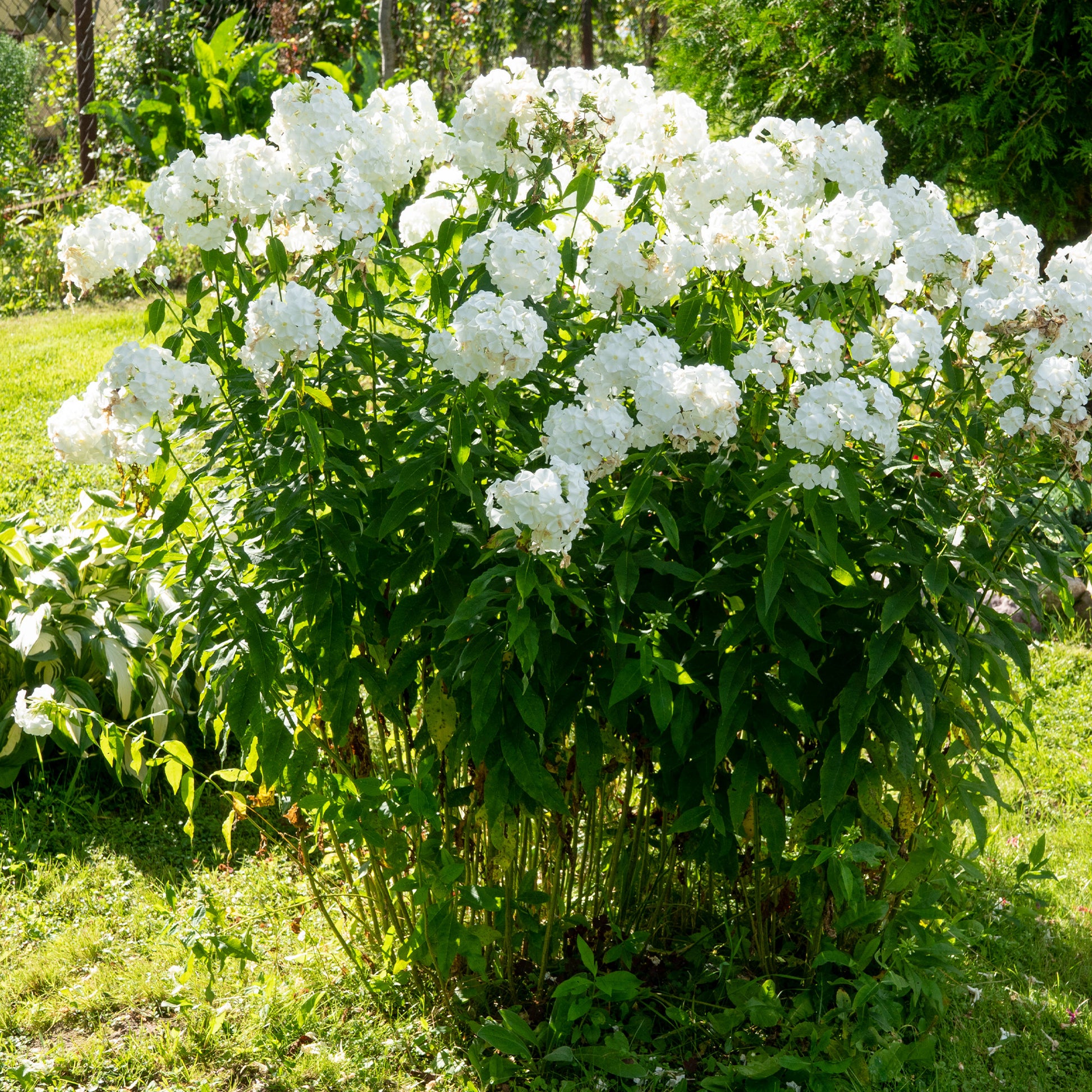 Phlox paniculata white admiral - Vlambloem 'White Admiral' (x3) - Phlox