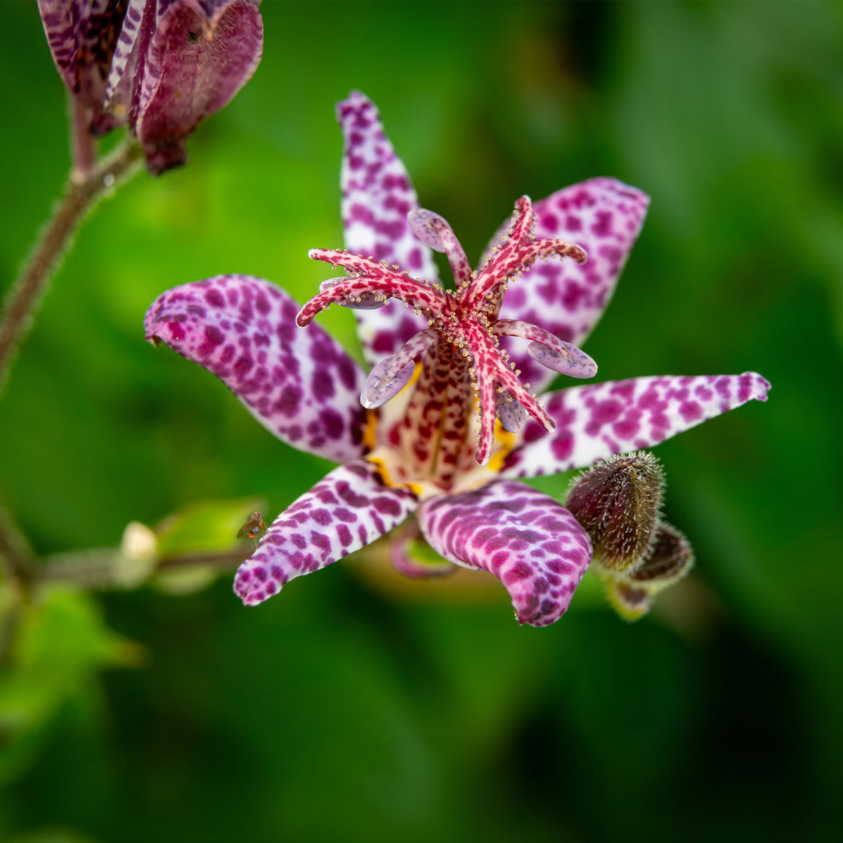 Tricyrtis hirta - Armeluisorchidee - Vaste planten
