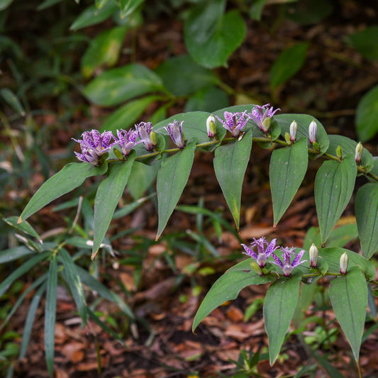 Armeluisorchidee - Bakker