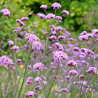 Buenos Aires IJzerhard - Vaste planten - Bakker