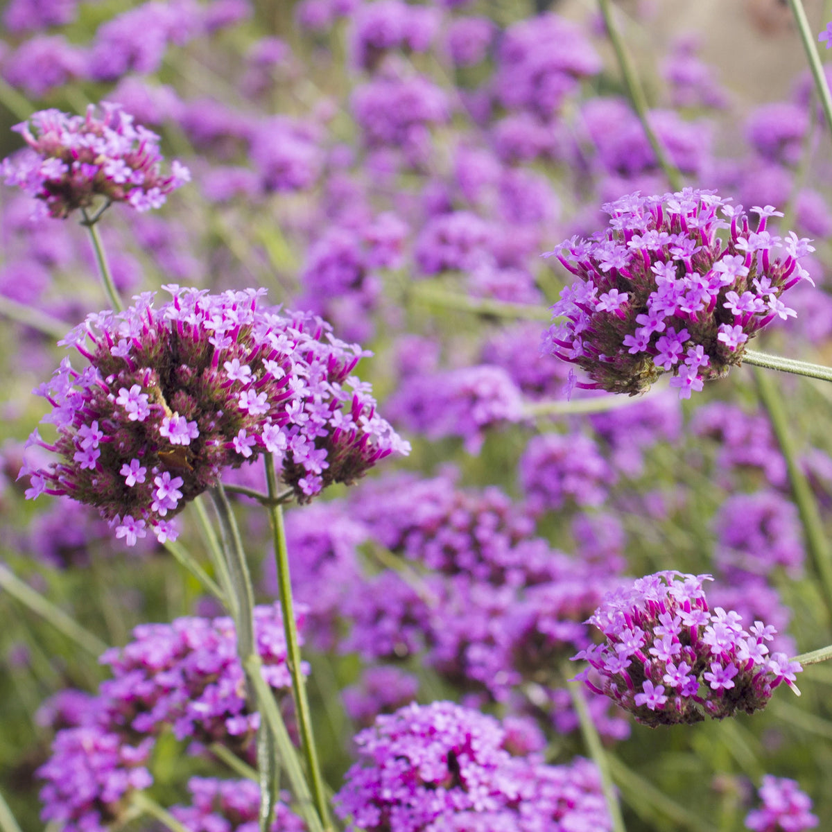 Verkoop 5 roze en paarse vaste planten