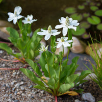 Alle vijverplanten - Californische Anemopsis - Anemopsis californica