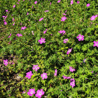 Moeraskraanvogel (x3) - Geranium palustre - Bakker