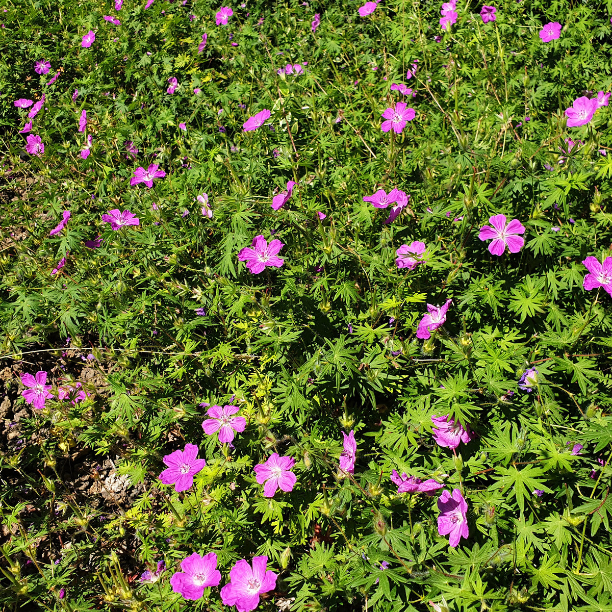Moeraskraanvogel - Geranium palustre - Bakker