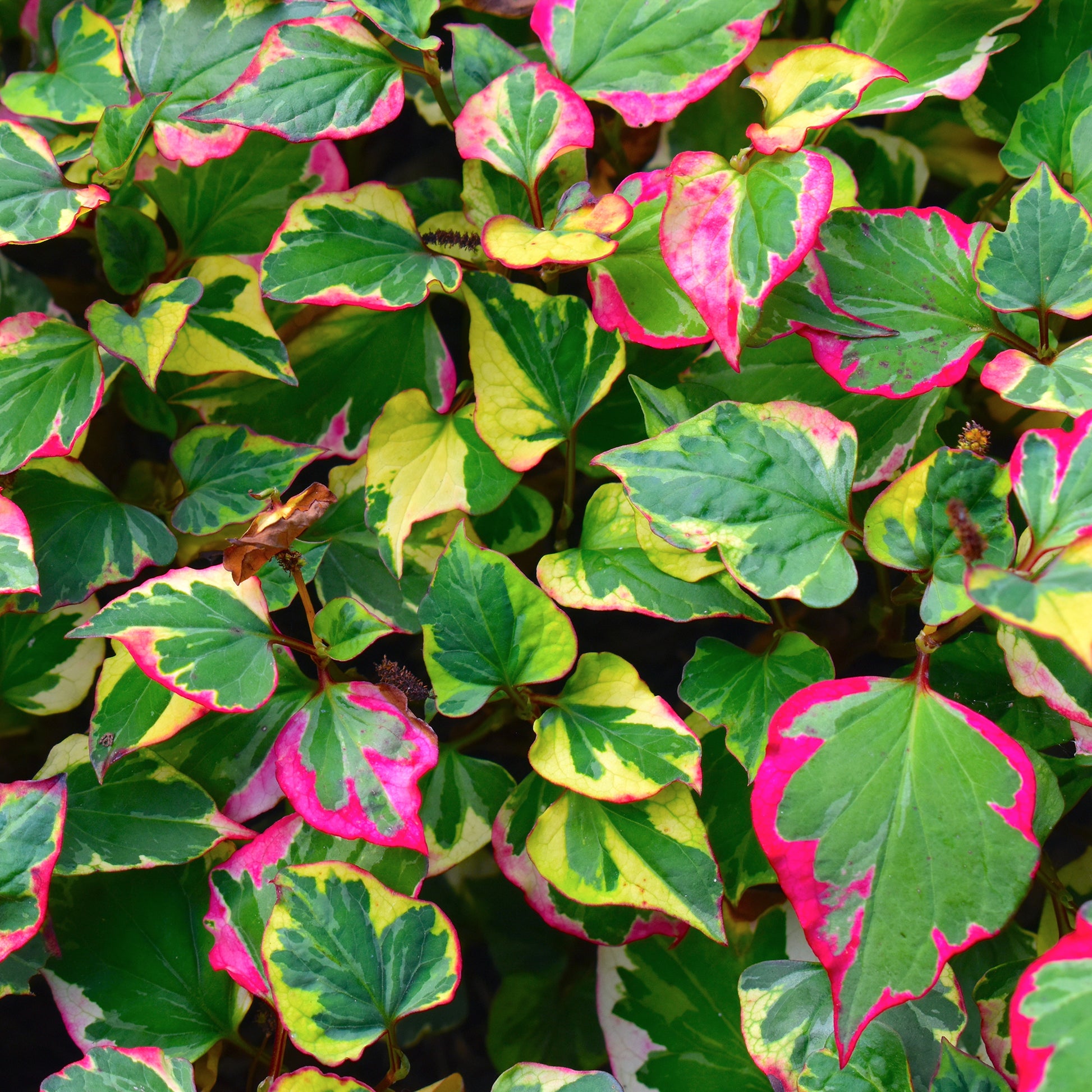 Houttuynia cordata chameleon - Moerasanemoon 'Chameleon' - Alle vijverplanten