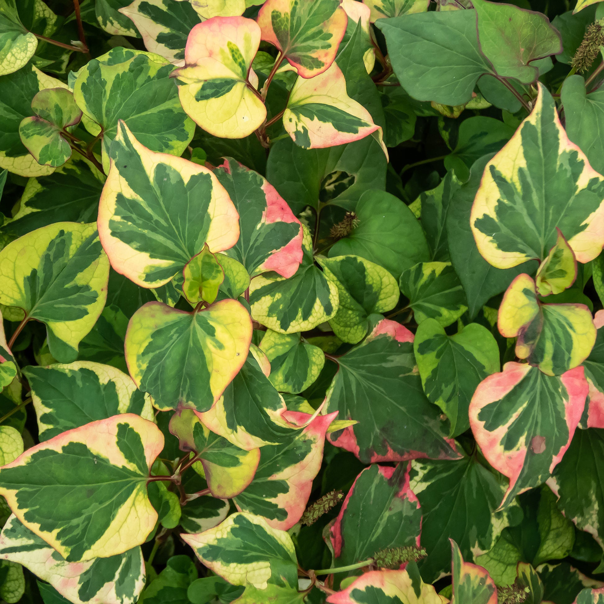 Alle vijverplanten - Moerasanemoon 'Chameleon' - Houttuynia cordata chameleon