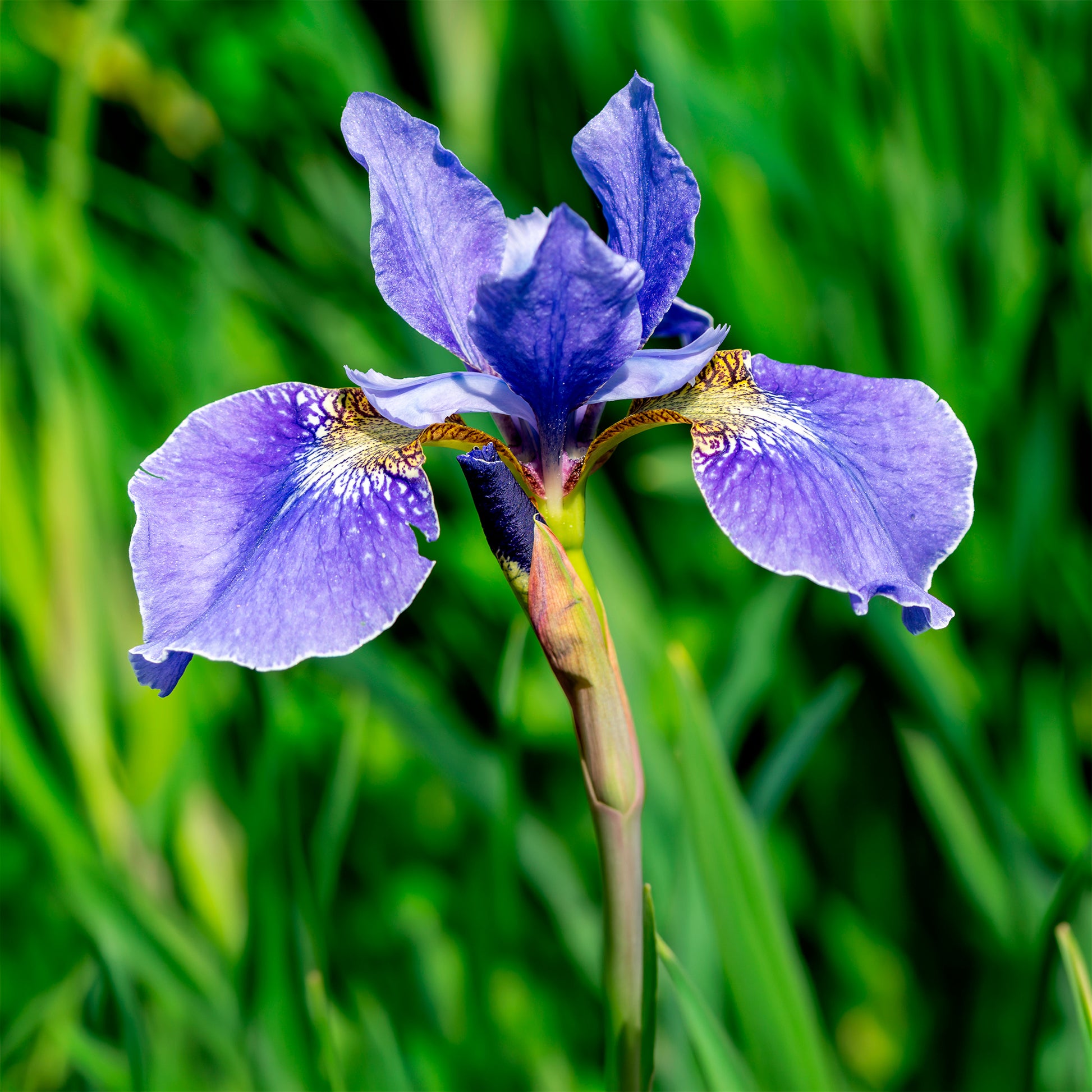 Iris sibirica - Siberische iris - Iris sibirica - Siberische lis