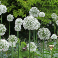 Allium stipitatum mount everest - Sierui 'Mount Everest' (x2) - Allium