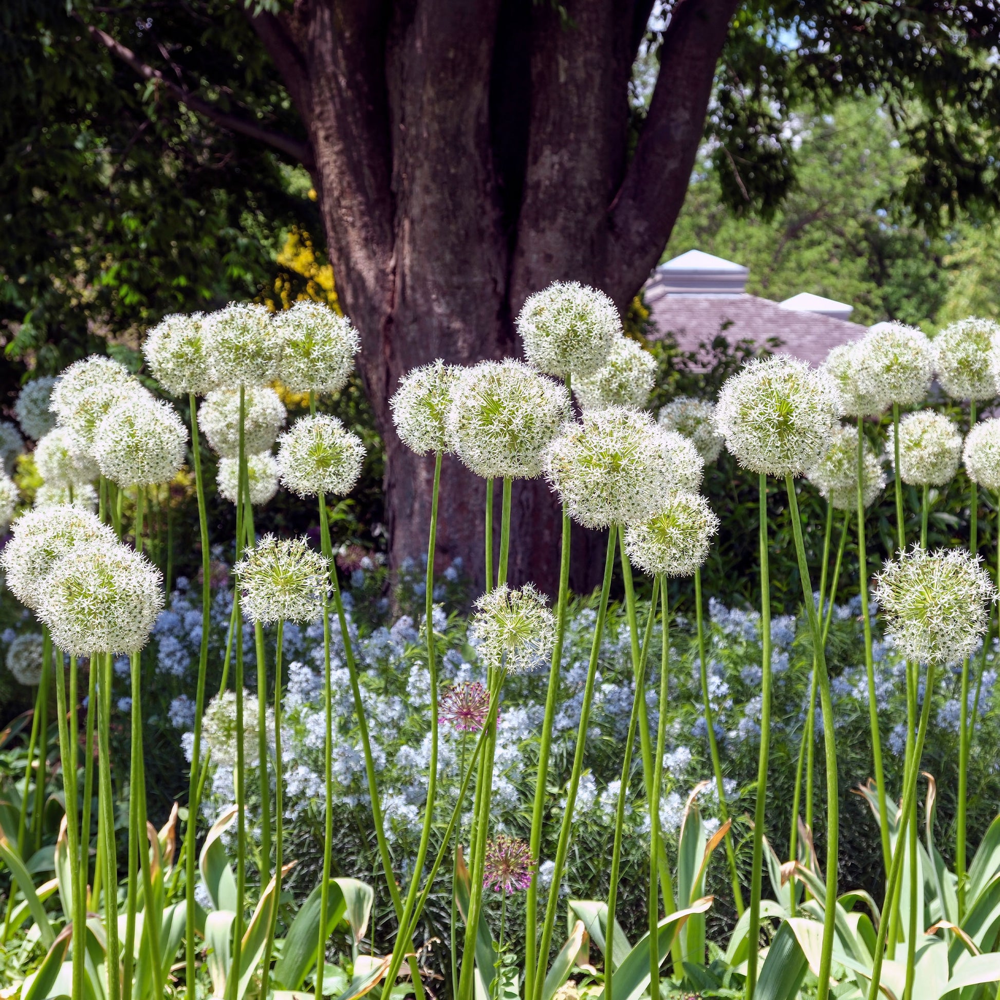 Allium - Sierui 'Mount Everest' (x2) - Allium stipitatum mount everest