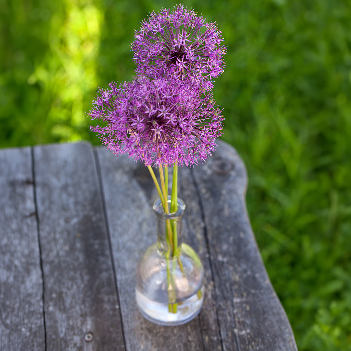 Verkoop Sierui 'Purple Sensation' (x10) - Allium aflatunense Purple Sensation