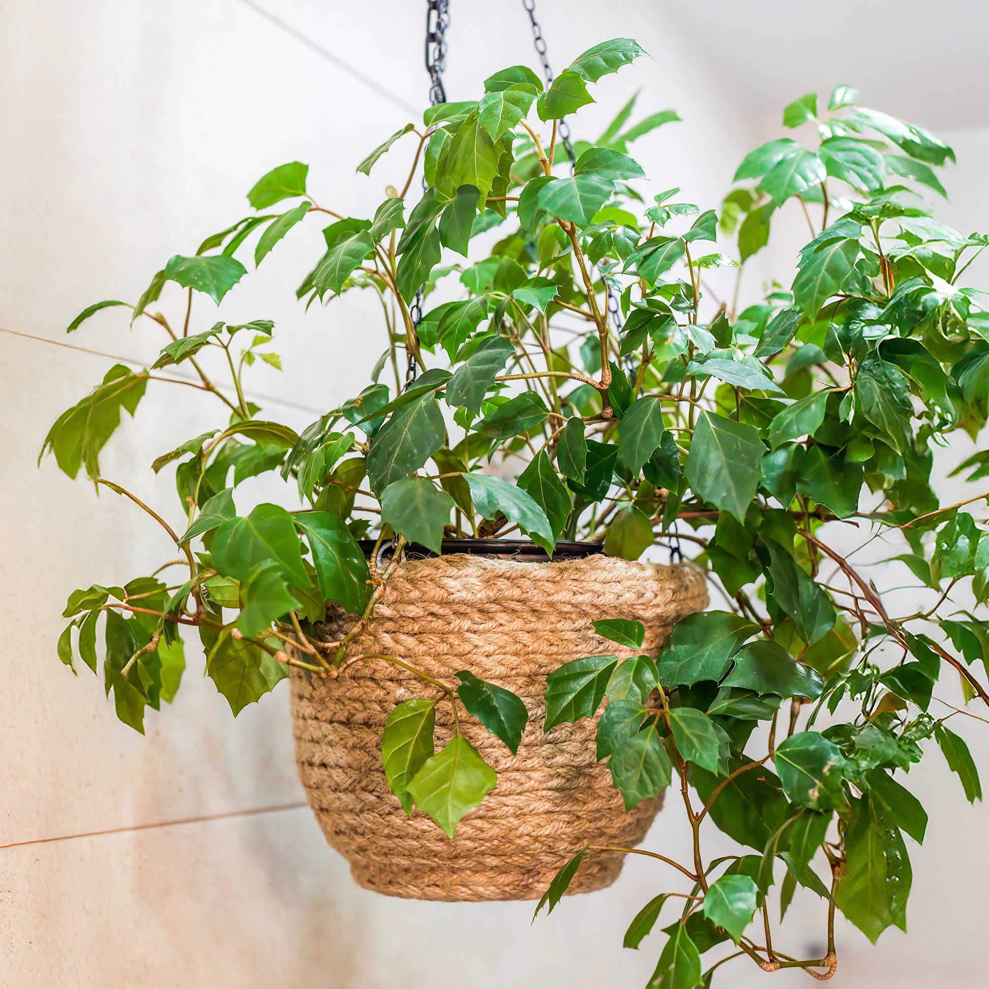 Koningswingerd 'Ellen Danica' - Cissus ellen danica - Bakker