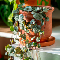 Chinees lantaarntje - Ceropegia woodii - Bakker