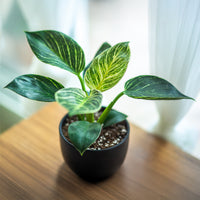 Philodendron Monstera White Wave - Philodendron white wave - Bakker