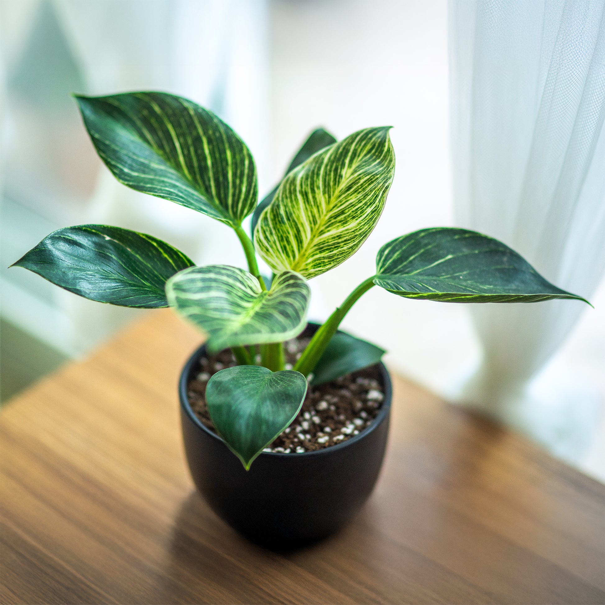 Philodendron Monstera White Wave - Philodendron white wave - Bakker