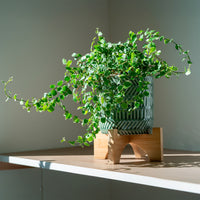 Klimvijg 'White Sunny' - Ficus pumila white sunny - Bakker