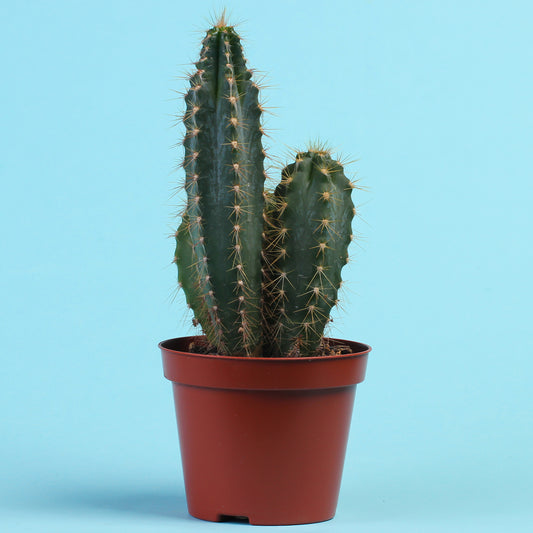 Zuilcactus Polaskia chichipe - Bakker