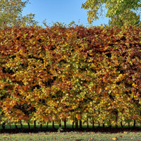 Verkoop Beukenhaag - Fagus sylvatica