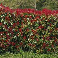 Verkoop Glansmispel 'Red Robin' (x3) - Photinia fraseri Red Robin