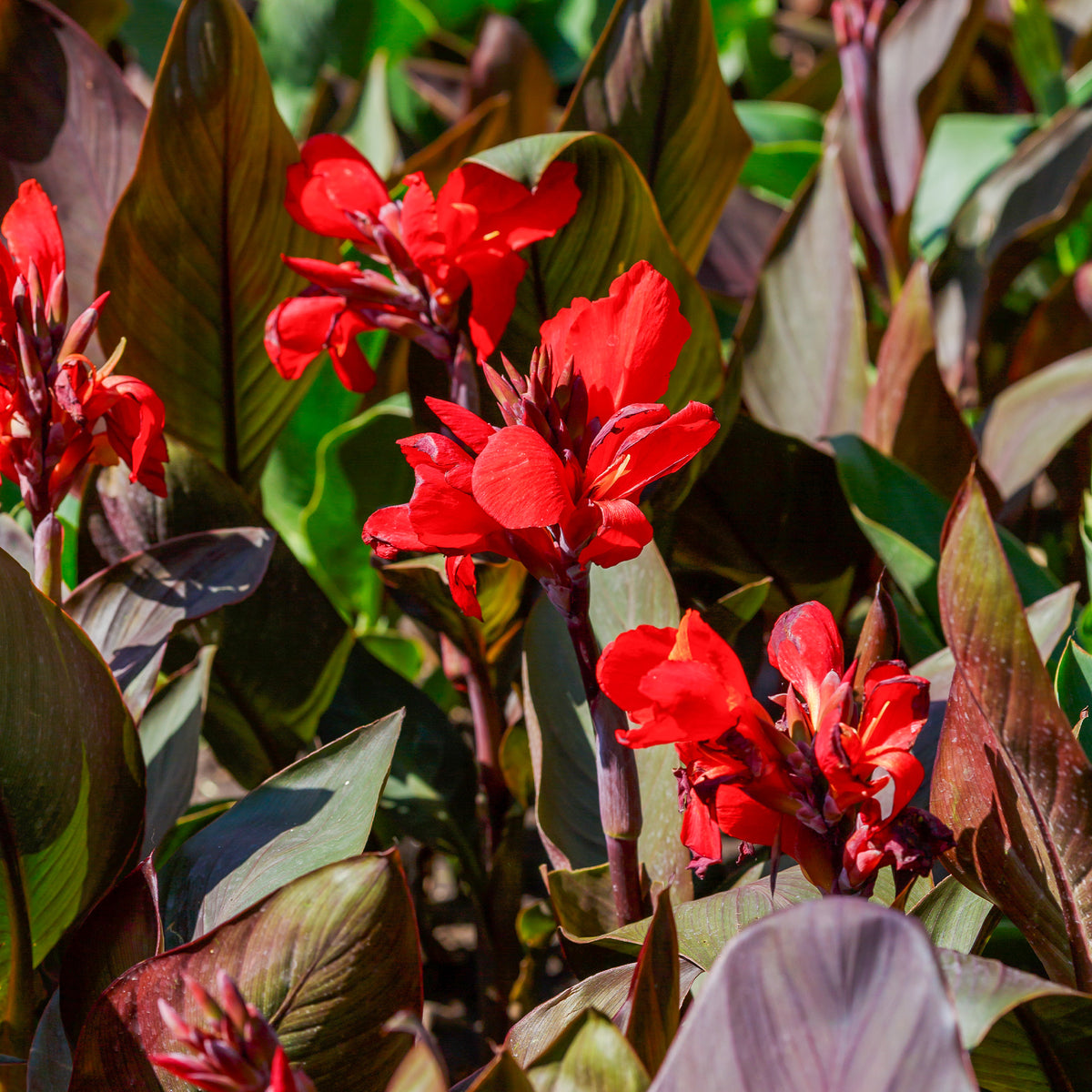 Indisch bloemriet 'Red Futurity' (x2) - Bakker