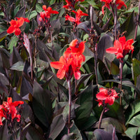 Canna - Kanna - Indisch bloemriet 'Red Futurity' (x2) - Canna 'red futurity'