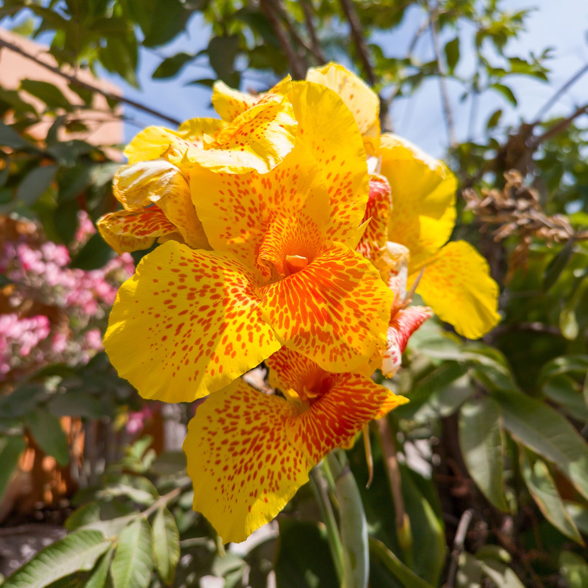 Canna - Kanna - Indisch bloemriet 'Tropical Yellow' (x2) - Canna 'tropical yellow'