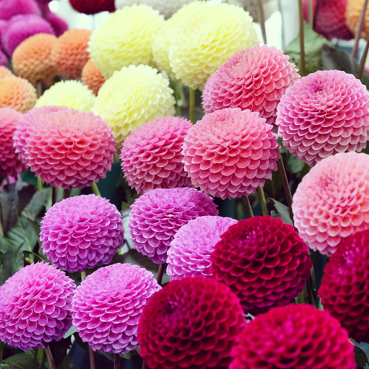 Dahlia - Mix 'Ball' - Bio (x5)